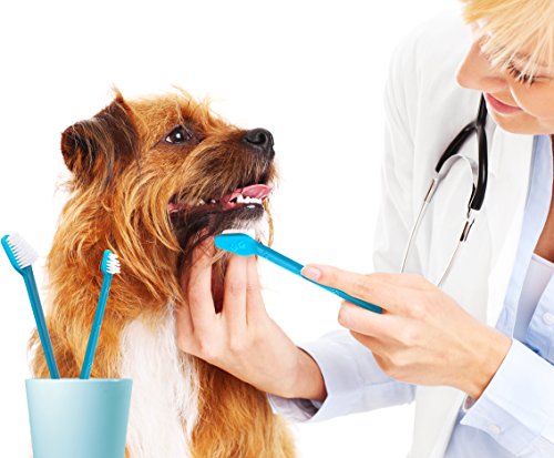 Coconut oil for dog teeth dental health benefits safety