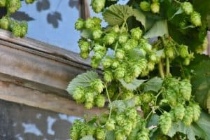 Are hops safe for dogs to eat beer IPA pale ales dangerous