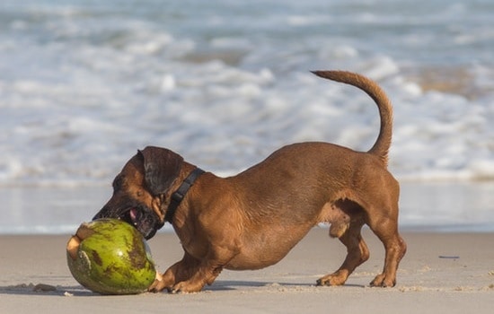 Can dogs eat coconut meat shell oil raw cooked health warnings benefits