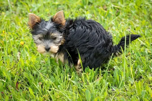 Constipated dogs signs symptoms how to tell dog cannot poop needs more fiber