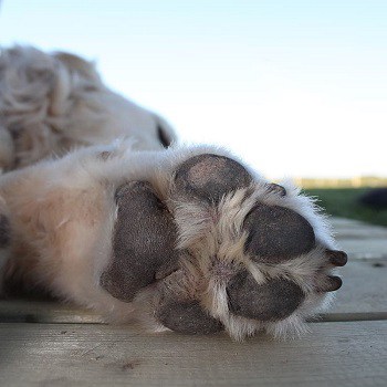 Dry damaged cracked sore dog paw pads treatment with coconut oil