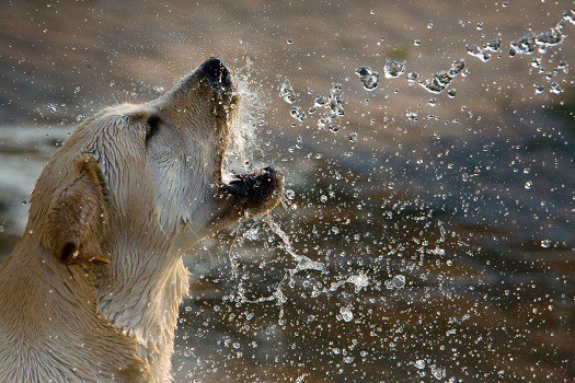 Give your dog more water to help digestive system work and cure canine constipation