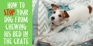 How to Stop Your Dog from Chewing His Dog Bed in the Crate