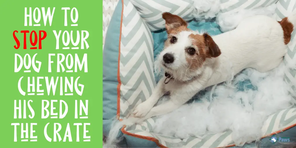 How to Stop Your Dog from Chewing His Dog Bed in the Crate