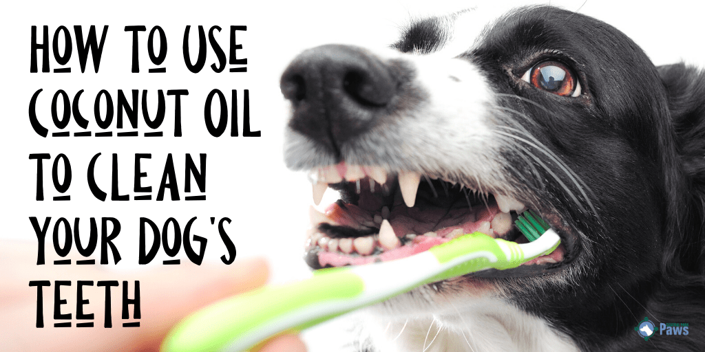 How to Use Coconut Oil to Naturally Clean Your Dogs Teeth