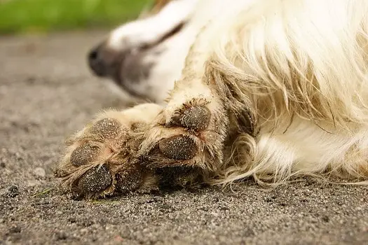 Is coconut oil good for sore dog paws cracked dry damaged