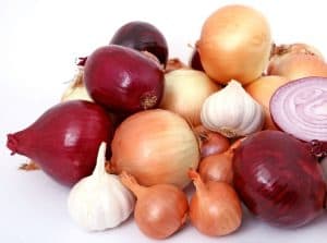 Are onions garlic cloves safe for dogs to chew GI upset anemia