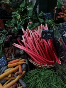 Rhubarb vegetable dangerous for dogs to consume