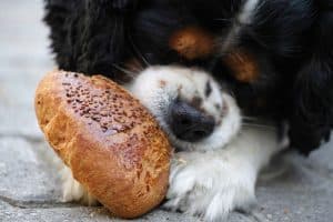 Yeast dough dangerous for dogs to eat expand in stomach