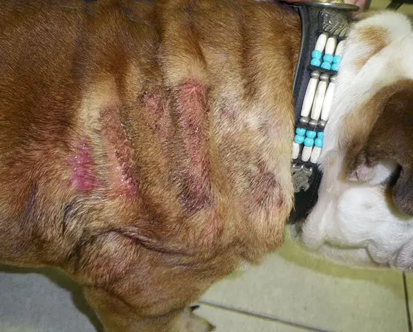What are hotspots how to identify weeping wounds inflammation constant licking