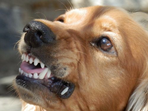 Why sedate your dog before clipping nails aggressive drooling submissive posture