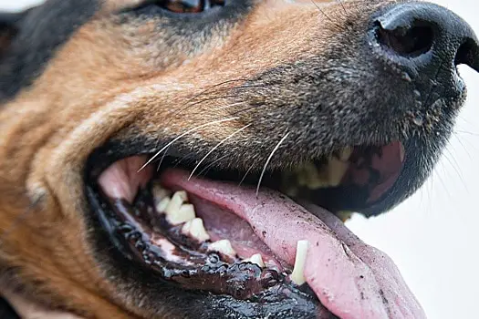 Why try using coconut oil to clean dogs teeth is it safe