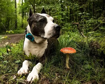 Are mushrooms safe for dogs to eat wild store bought varieties