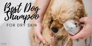 Best Dog Shampoo for Dry Skin