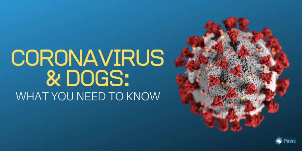 Coronavirus COVID-19 and Dogs_ What You Need to Know Coronavirus COVID-19 and Dogs_ What You Need to Know