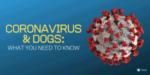 Coronavirus COVID-19 and Dogs_ What You Need to Know