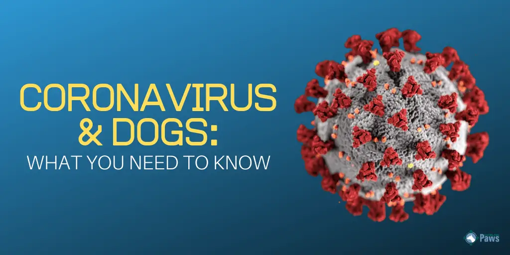 Coronavirus COVID-19 and Dogs_ What You Need to Know