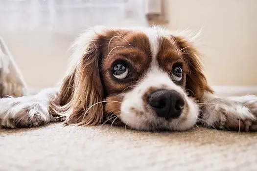 Do anxious dogs bite their nails to calm down how to soothe