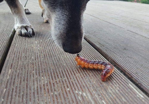 Dog vs worm can dogs eat bugs insects arachnids are worms safe