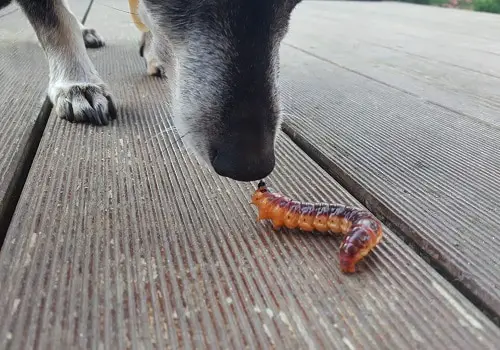 Dog vs worm can dogs eat bugs insects arachnids are worms safe