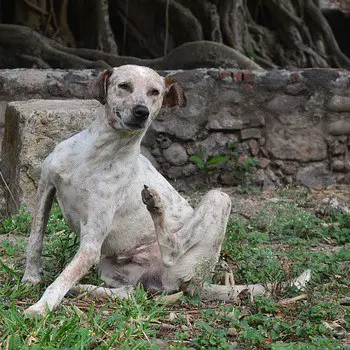 How to tell if my dog has dry itchy skin symptoms what to watch for