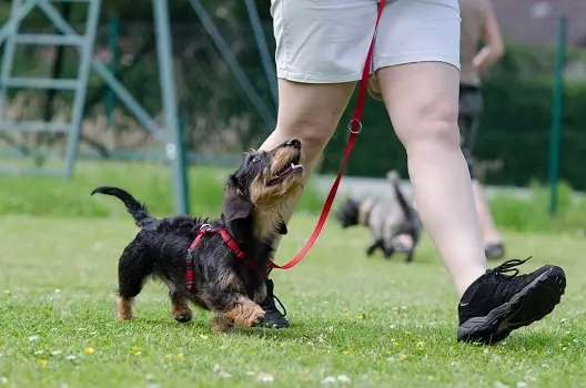 Indoor activities during self isolation quarantine keep dogs entertained