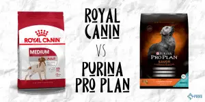 Royal Canin vs Purina Pro Plan Dry Dog Food Review