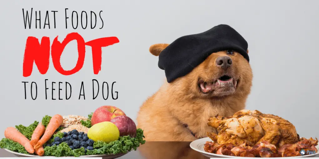 What Food NOT To Give Dogs Top 29 Foods To Avoid Feeding To Dogs