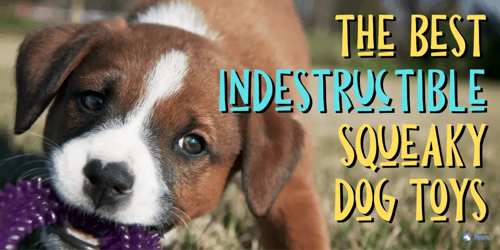 Best Indestructible Squeaky Dog Toys for Chewers