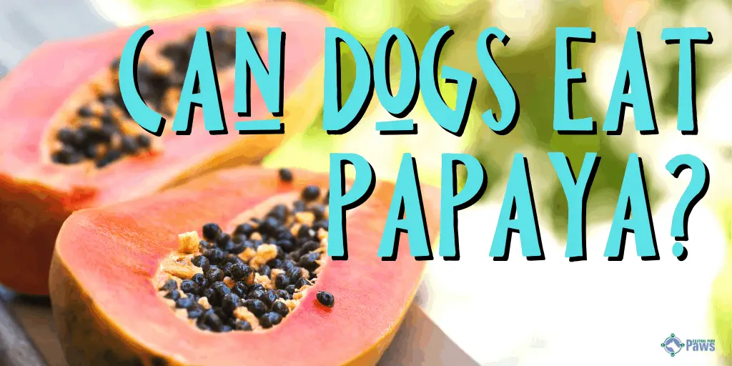 Can Dogs Eat Papaya