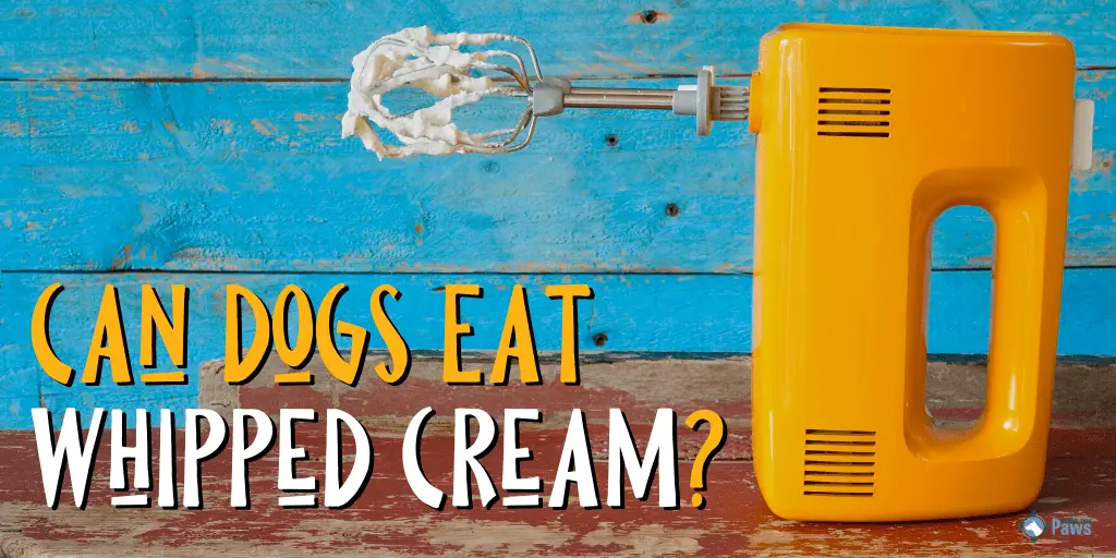 Can Dogs Eat Whipped Cream?