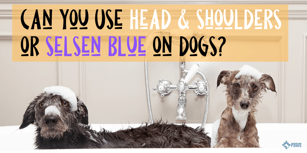 Can you Use Head and Shoulders or Selsen Blue on Dogs