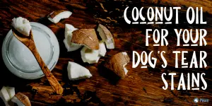 Coconut Oil for Dog Tear Stains_ The Natural Home Remedy