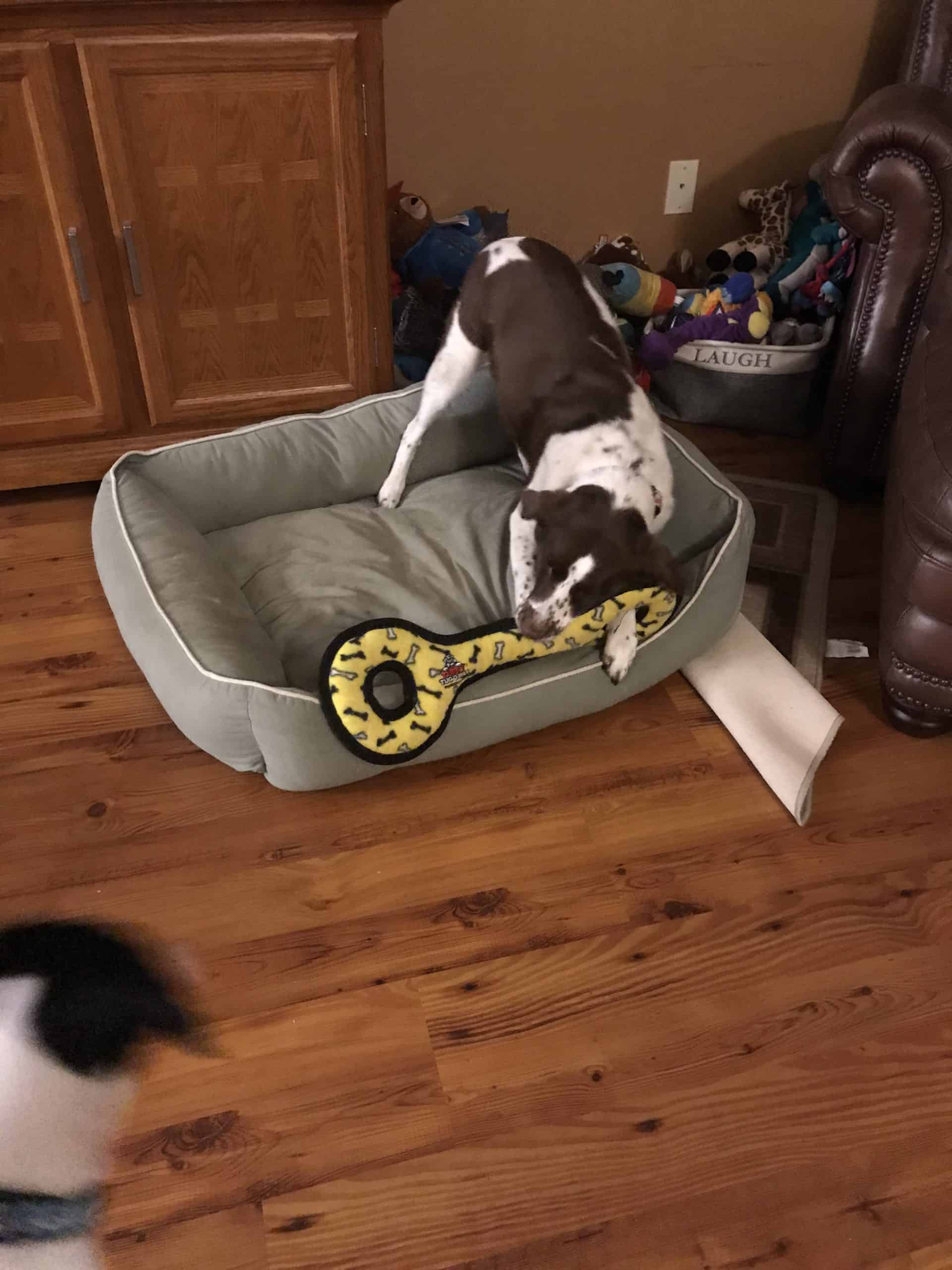 best squeaky toys for pit bulls