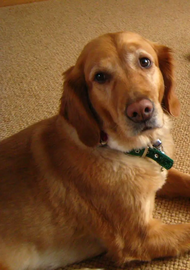 Daisy the Golden Retreiver