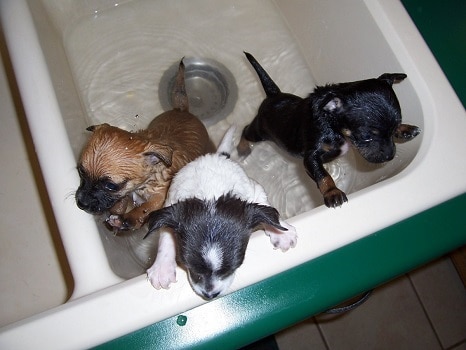 How to get rid of fleas on newborn puppies with bath and comb