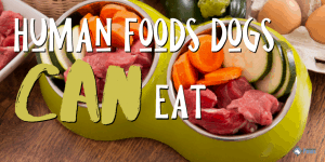 Human Foods Dogs Can Eat (And Are Good For Them!)