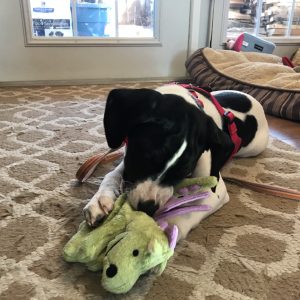 goDog chew toy resists being torn apart by strong jaws