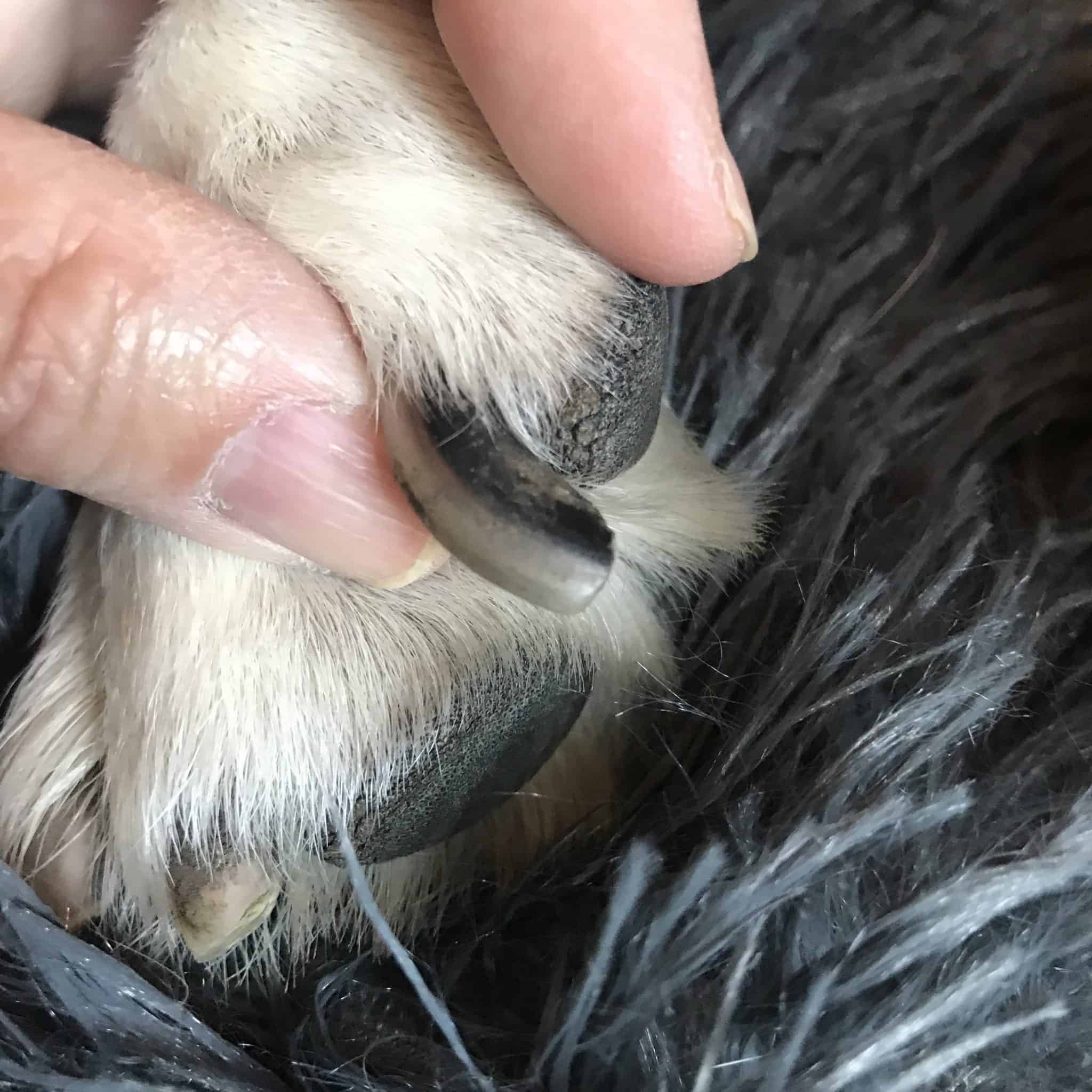 Dog Nail Discoloration Guide - Are Your Pup's Nails Changing Color?