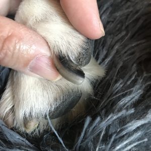 Dog nail pigmentation can change not always health issue