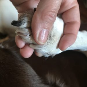 White dog nail with grown lines discoloration caused by allergies
