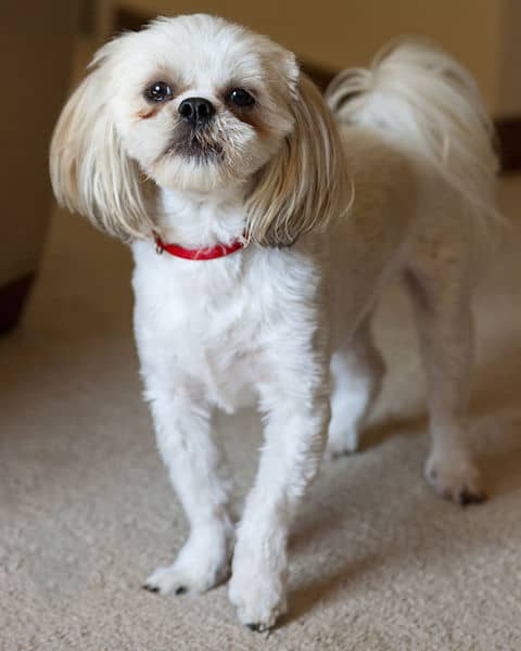 Rusty the Shih Tsu showing tear stains under eye ducts