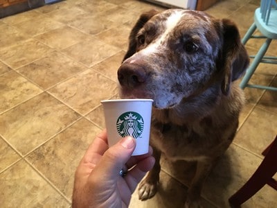 Are Starbucks Puppuccino whipped cream cups safe for dogs to eat treat