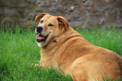 Bad side effects dogs eating whipped cream obesity gallbladder issues excess sugar fats