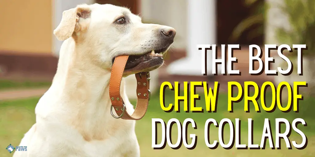 Best Indestructible, Chew Proof Dog Collars
