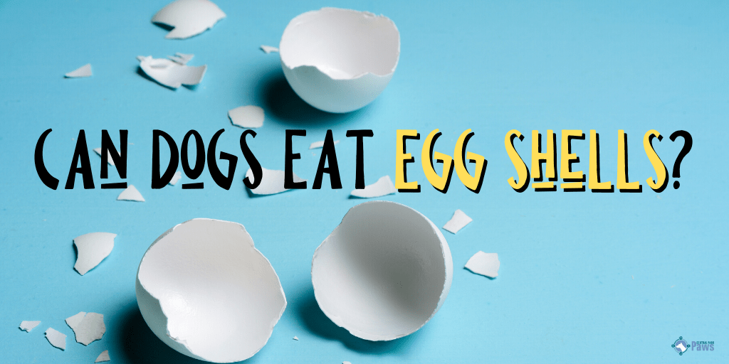 Can Dogs Eat Egg Shells?