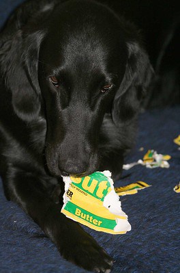 can a dog eat butter