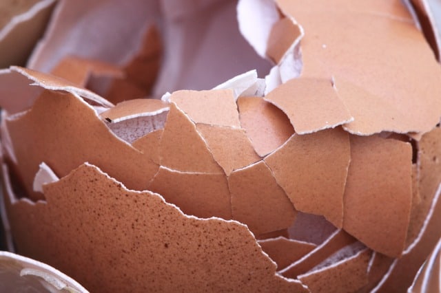 How to feed egg shells to dogs broken crushed powdered safest method