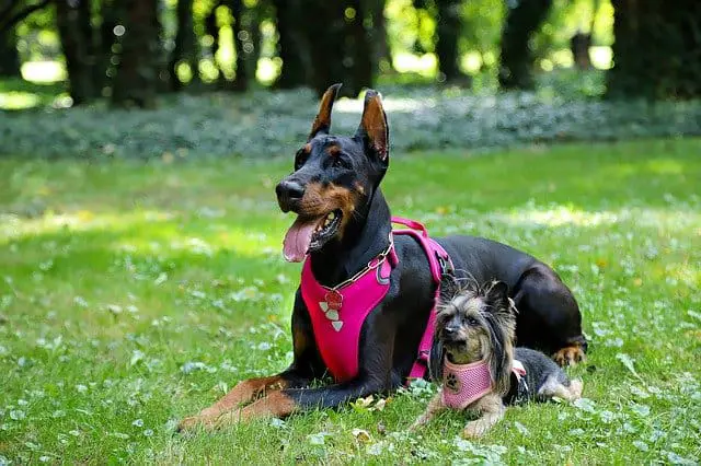 How to pick the best indestructible dog harness for my canine pet