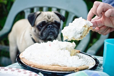 Is it safe to feed dogs whipped cream Dukey by Don LaVange